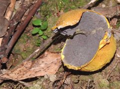 Scleroderma flavidum