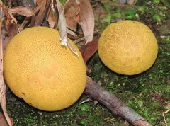 Scleroderma flavidum