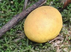 Scleroderma flavidum