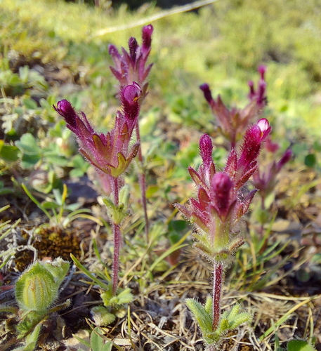 Broadleaf Glandweed