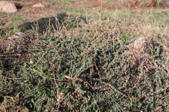 Camphorosma monspeliaca