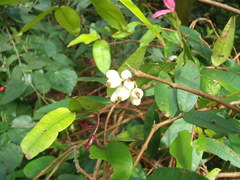 Syzygium wilsonii