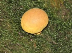 Scleroderma flavidum