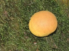 Scleroderma flavidum