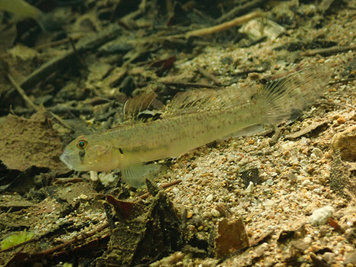 Stenogobius gymnopomus