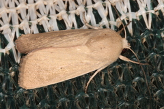 Leucania abdominalis