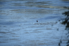 Chrysemys picta picta