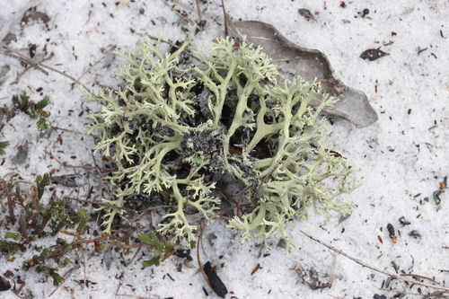 Jester Lichen
