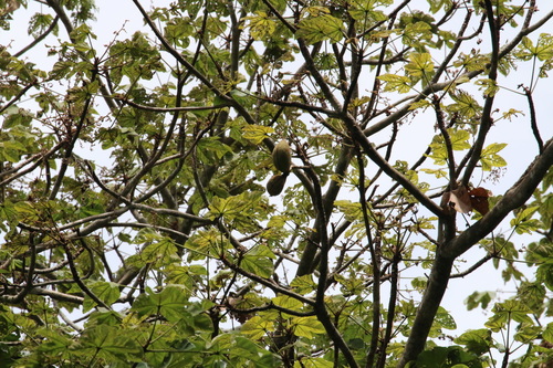Sterculia apetala - Fruit