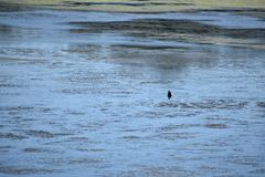 Chrysemys picta picta