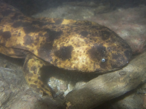 Japanese Giant Salamander, Andrias japonicus