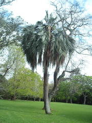 Butia capitata