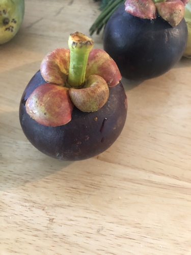Garcinia mangostana iNat (1)