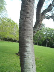 Butia capitata