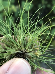 Fimbristylis vahlii