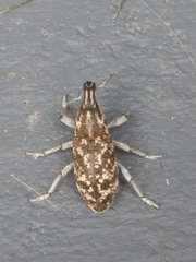 Cyphocleonus achates