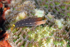Pictus Blenny photo 3