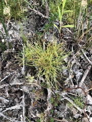 Fimbristylis vahlii