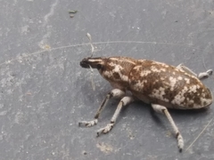 Cyphocleonus achates