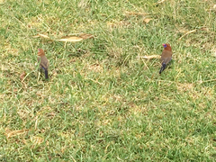 Granatina ianthinogaster