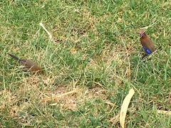 Granatina ianthinogaster