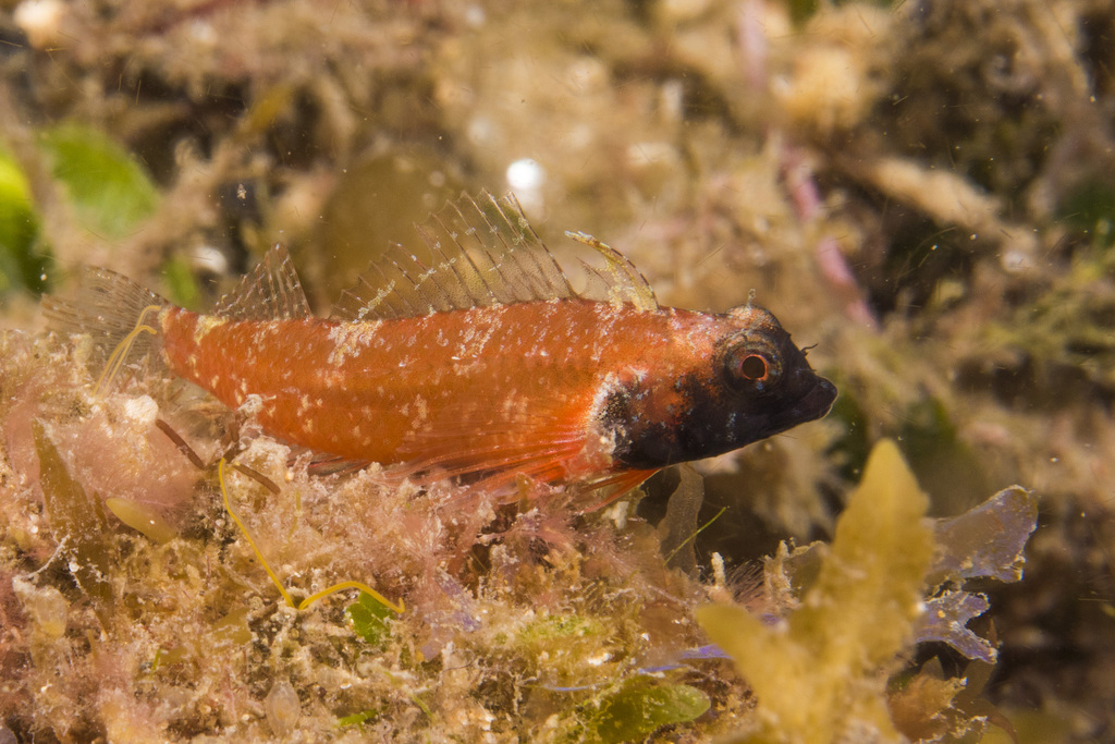 Ringscale Threefin (Fish of Randwick Council costal area: Coogee Beach ...