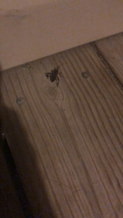 Leptoglossus clypealis