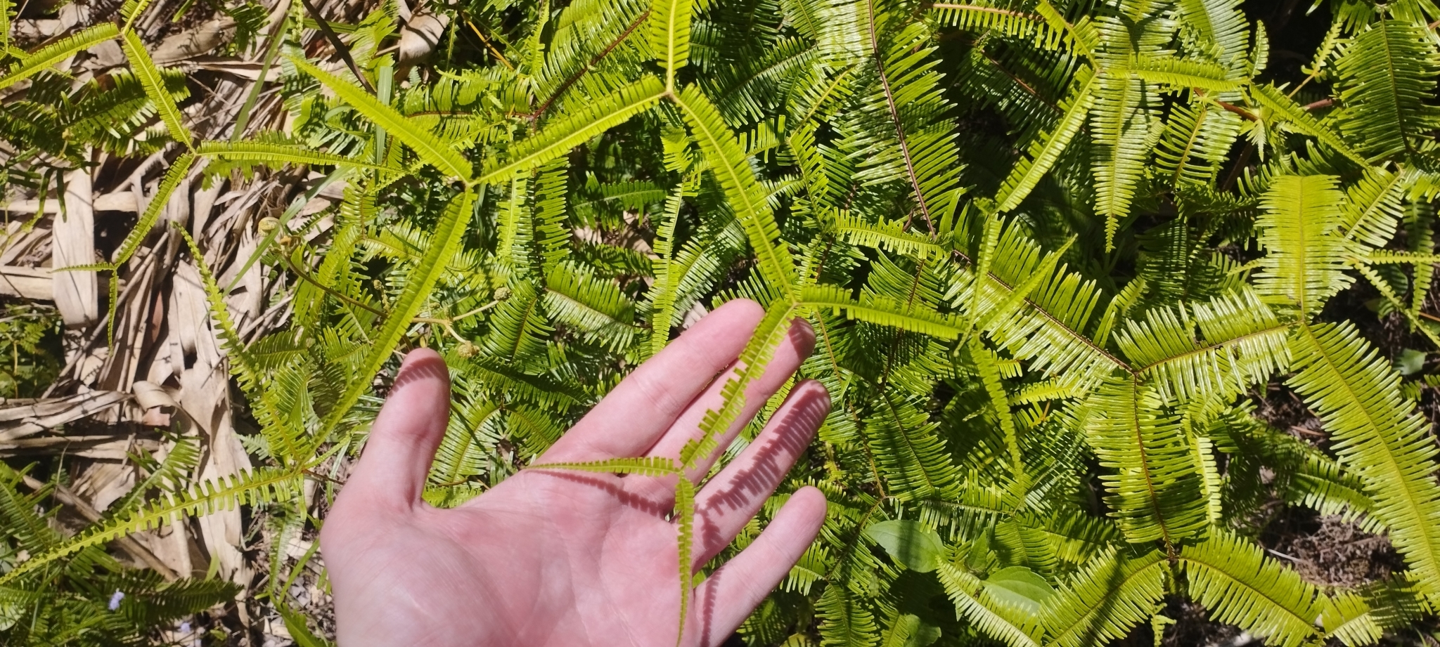 Sticherus truncatus (Sticherus truncatus)