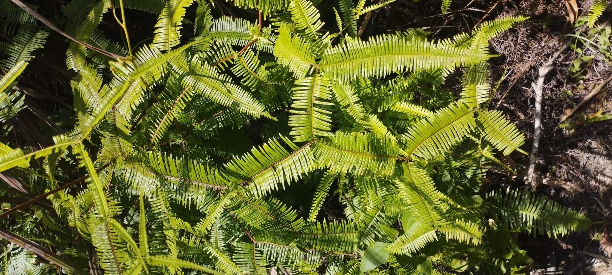 Sticherus truncatus — ảnh 2