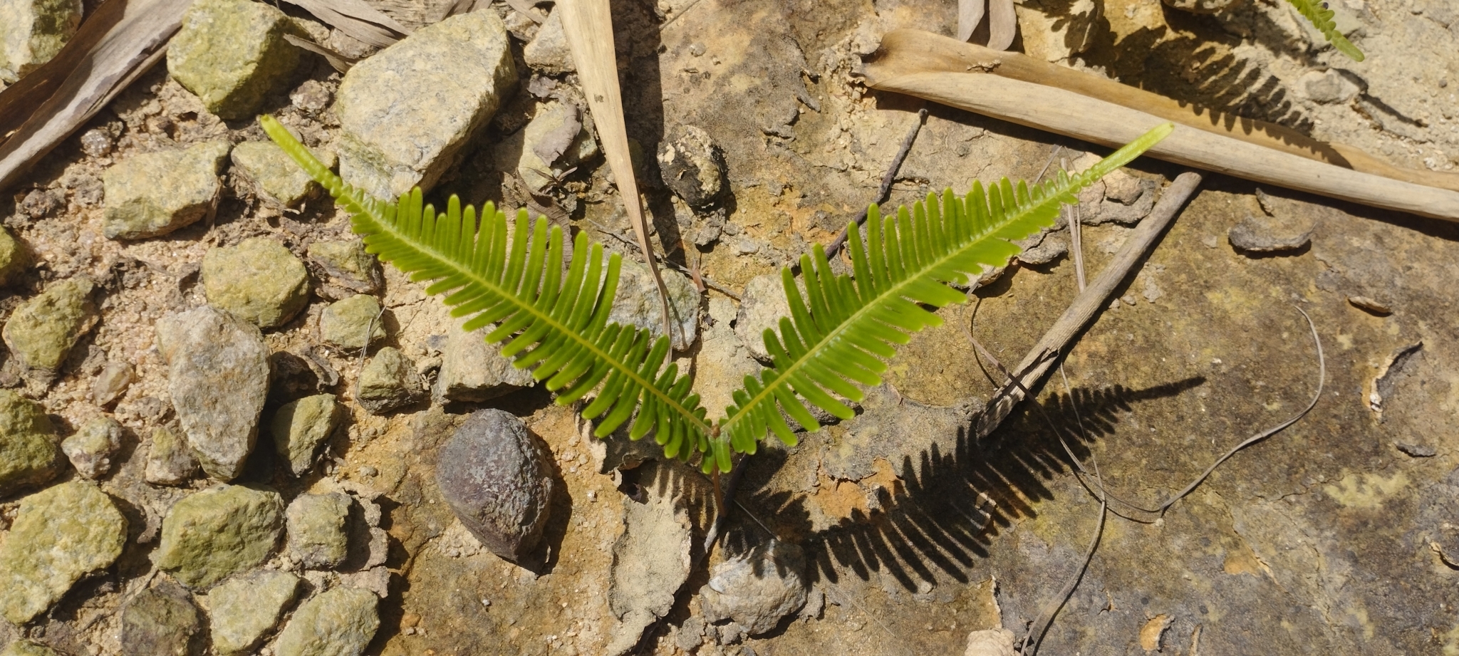 Sticherus truncatus — ảnh 3