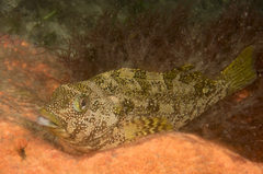 Chironemus marmoratus