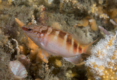 Hypoplectrodes maccullochi