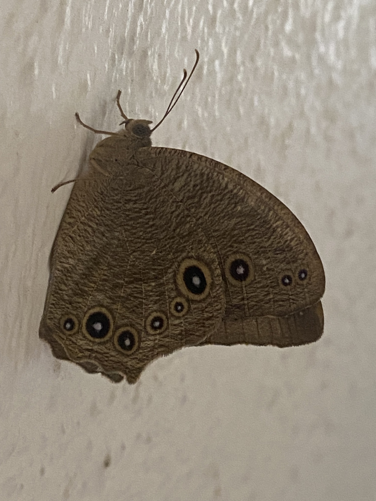 Common Evening Brown
