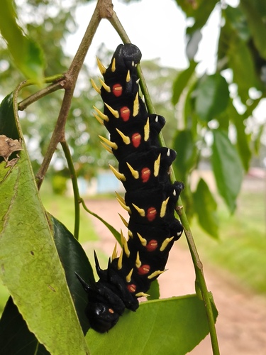Cabbage Tree Emperor