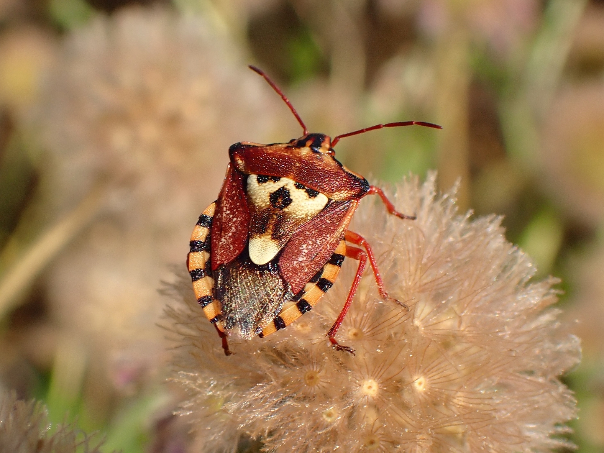 Orthops kalmii
