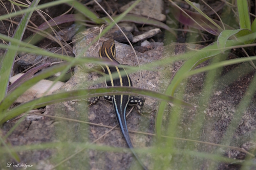 African Five-lined Skink