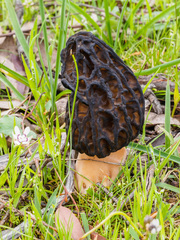 Morchella australiana