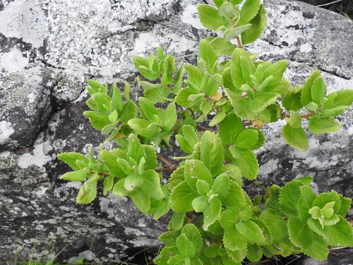 Tetradenia discolor