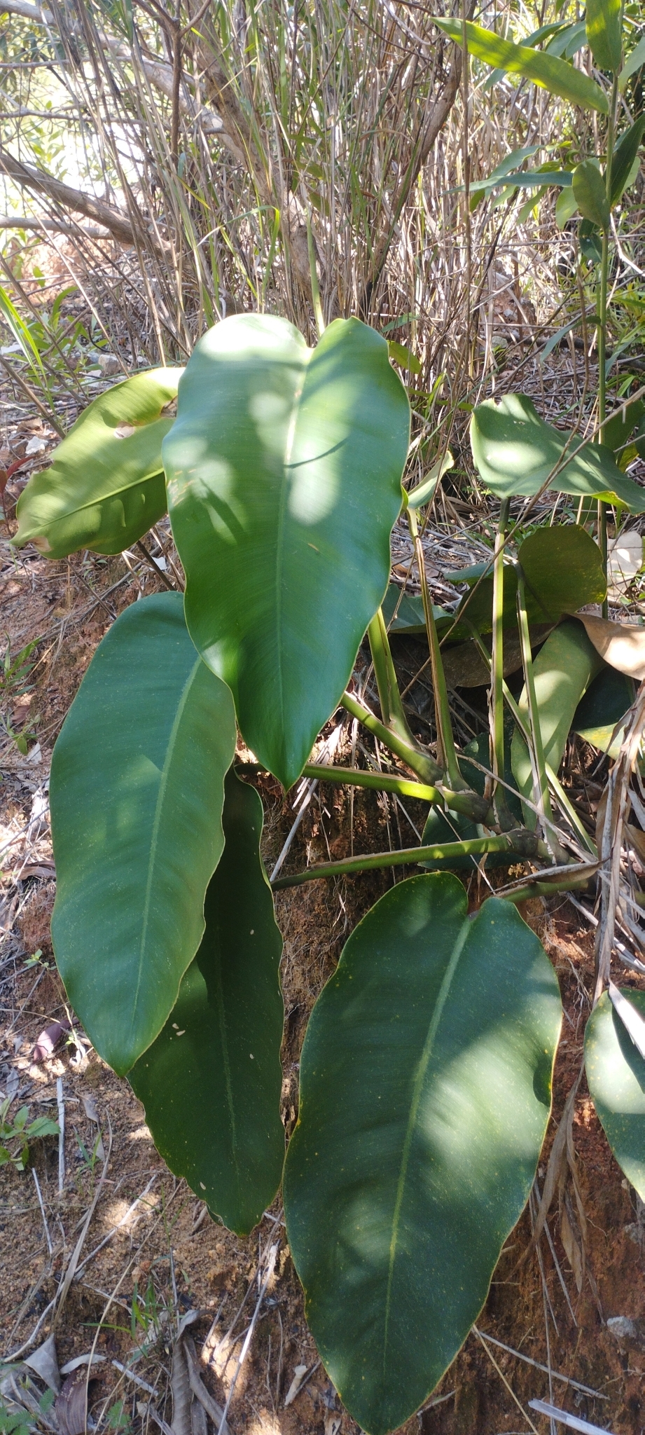 Epipremnum giganteum (Epipremnum giganteum)