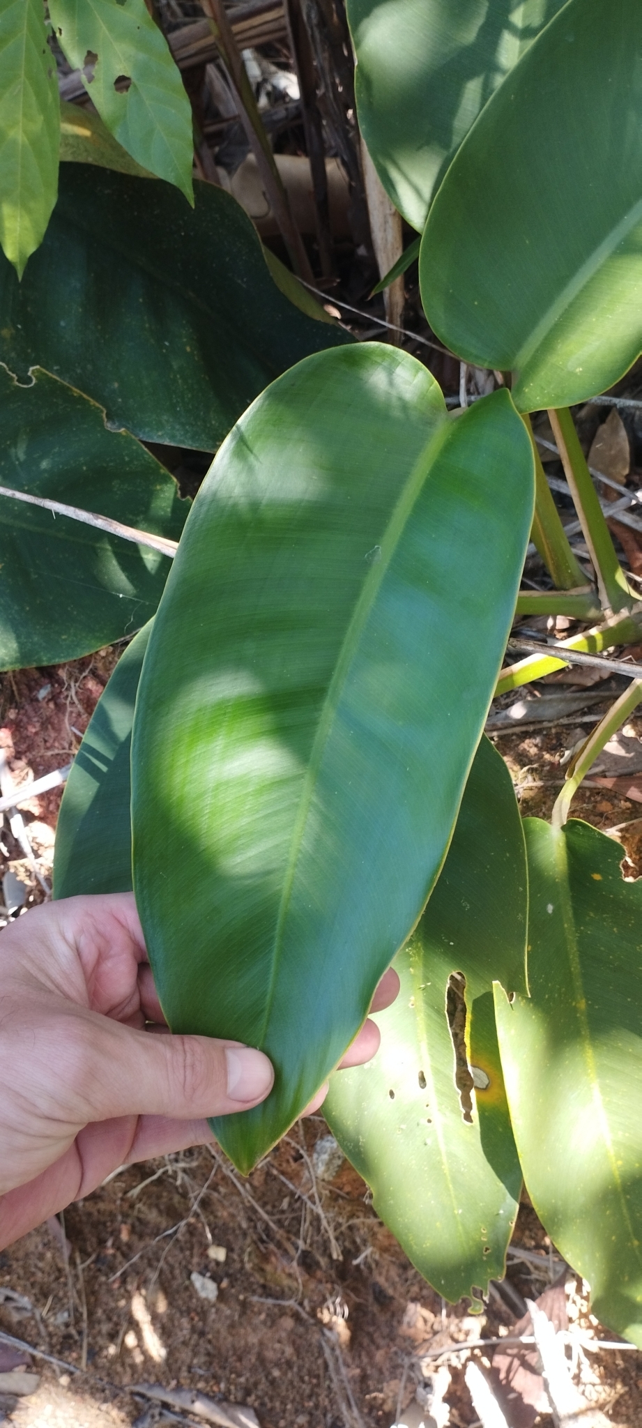 Epipremnum giganteum — ảnh 2