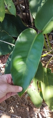 Epipremnum giganteum, photograph (c) insect ID, some rights reserved (CC BY)