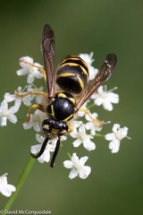 Dolichovespula arenaria