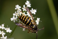 Dolichovespula arenaria