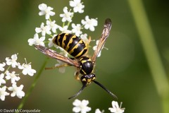 Dolichovespula arenaria