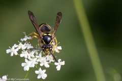 Dolichovespula arenaria