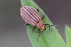 Neolochmaea dilatipennis