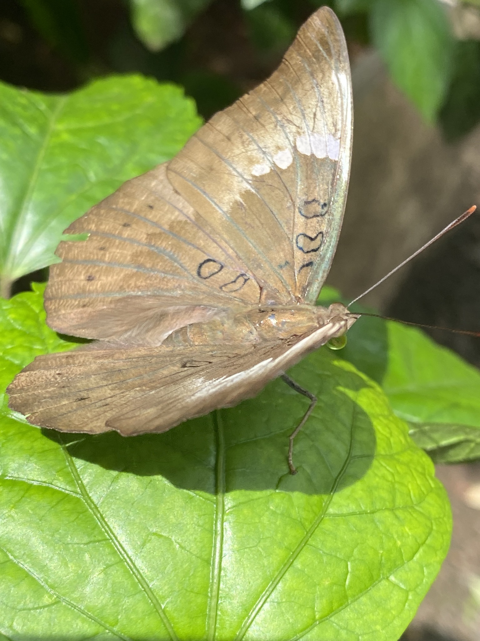 Common Baron