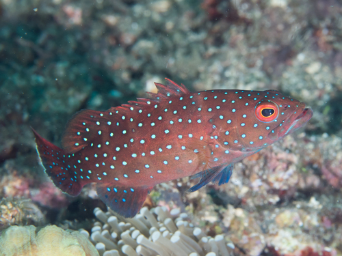 Bar-cheeked Trout