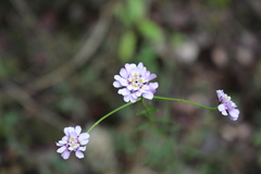 Iberis