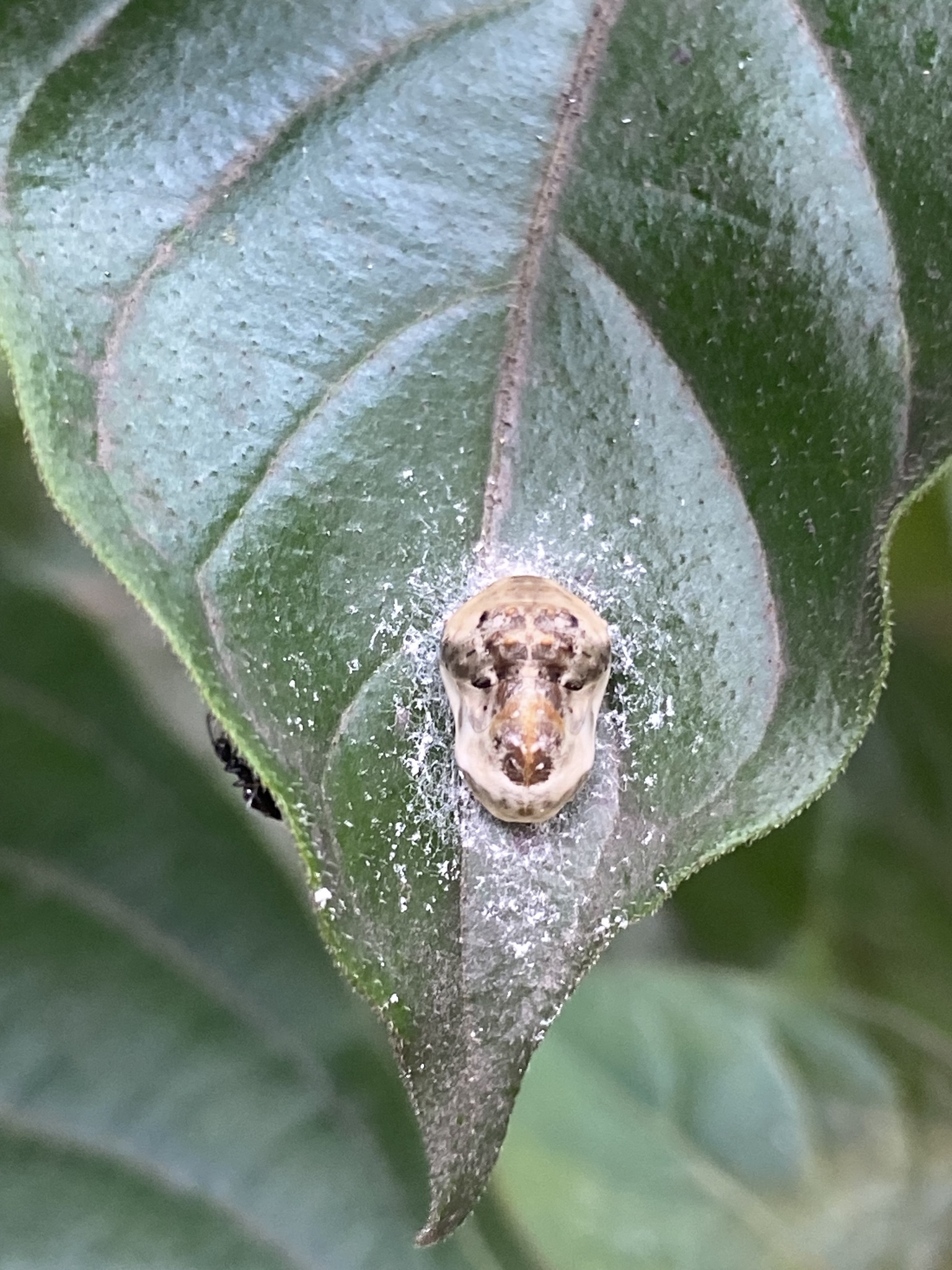Apefly